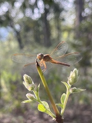 Neurothemis intermedia