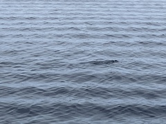 Eudyptula minor variabilis