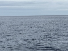 Eudyptula minor variabilis