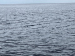 Eudyptula minor variabilis