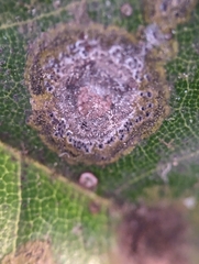 Cephaleuros virescens