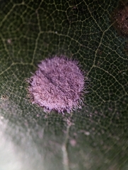Cephaleuros virescens