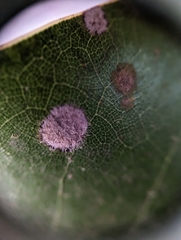 Cephaleuros virescens