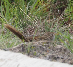 Dasyornis brachypterus