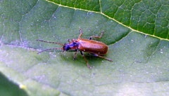 Rhagonycha