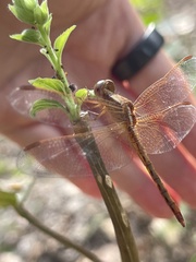 Neurothemis intermedia