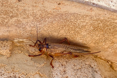 Hadrogryllacris