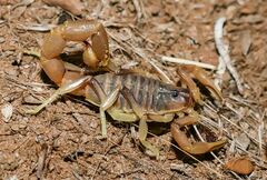 Parabuthus brevimanus