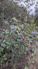 Ceanothus