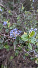 Ceanothus