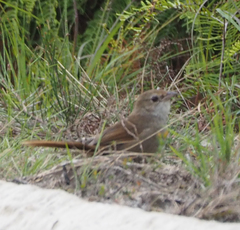 Dasyornis brachypterus