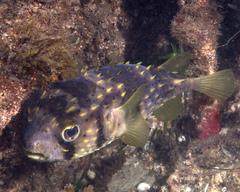 Dicotylichthys punctulatus