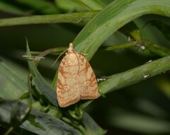 Aleimma loeflingiana