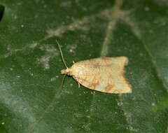 Aleimma loeflingiana