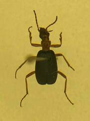 Brachinus crepitans