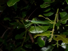 Miomantis