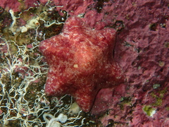 Meridiastra medius