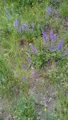 Salvia pratensis