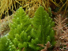 Caulerpa flexilis