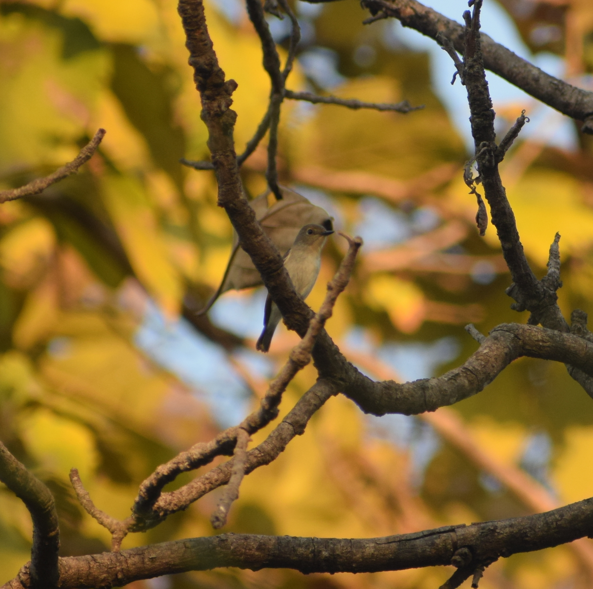 Ultramarine Flycatcher