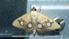 Nosophora semitritalis