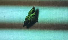 Bastilla arcuata