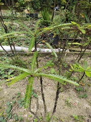 Phyllanthus watsonii