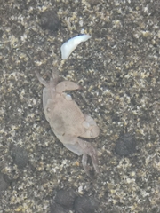 Pachygrapsus