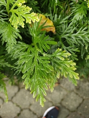 Selaginella plana