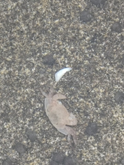 Pachygrapsus