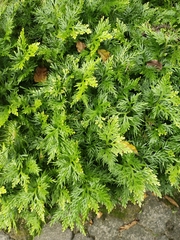 Selaginella plana