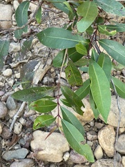 Syzygium cumini