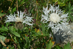 Centaurea uniflora