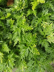 Selaginella plana