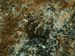 Phasianella ventricosa