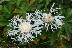 Centaurea uniflora
