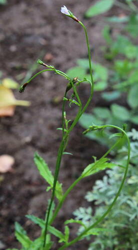 Wahlenbergia lobelioides image