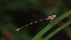 Episynlestes albicaudus