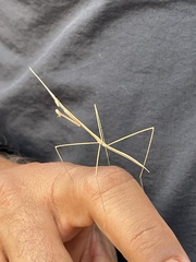 Schizocephala bicornis