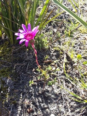 Senecio hastifolius