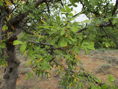 Commiphora mollis