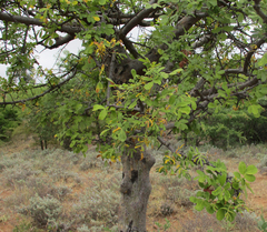 Commiphora mollis