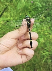 Epophthalmia elegans