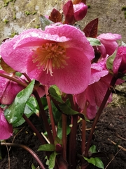 Helleborus orientalis