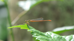 Ceriagrion aeruginosum