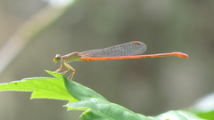 Ceriagrion aeruginosum