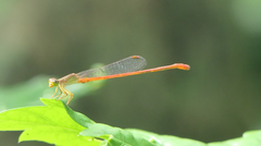Ceriagrion aeruginosum