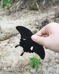 Papilio helenus