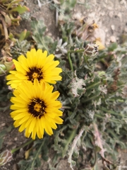 Reichardia tingitana