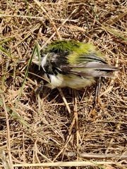 Acanthisitta chloris